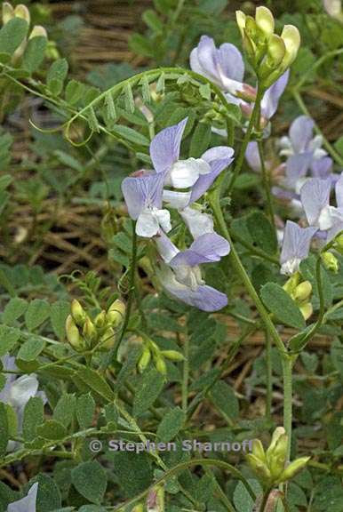 vicia americana 1 graphic